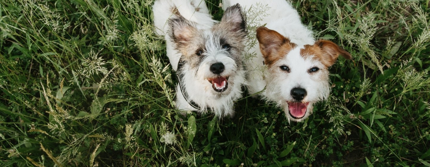 how-long-do-dogs-live-dog-breeds-and-life-expectancy-cloud-9-vets